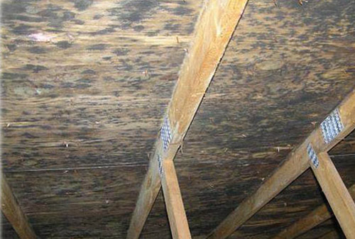 Mold Damage